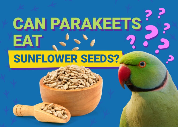 PetKeen_Can Parakeet Eat_sunflower seeds