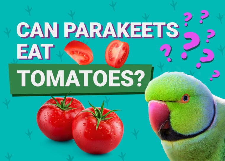 PetKeen_Can Parakeet Eat_tomatoes