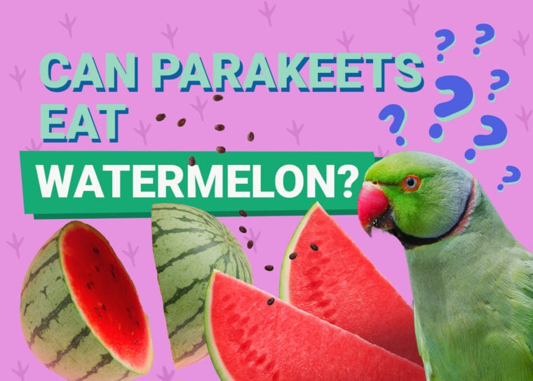 PetKeen_Can Parakeet Eat_watermelon