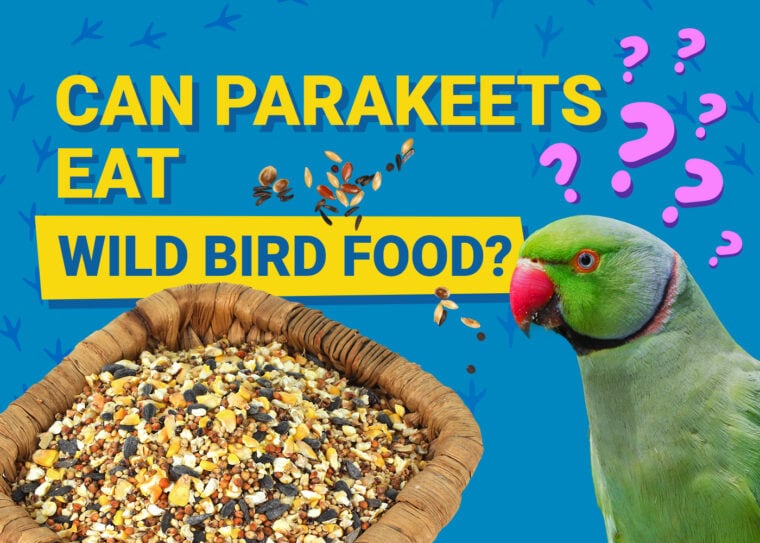 PetKeen_Can Parakeet Eat_wild bird food