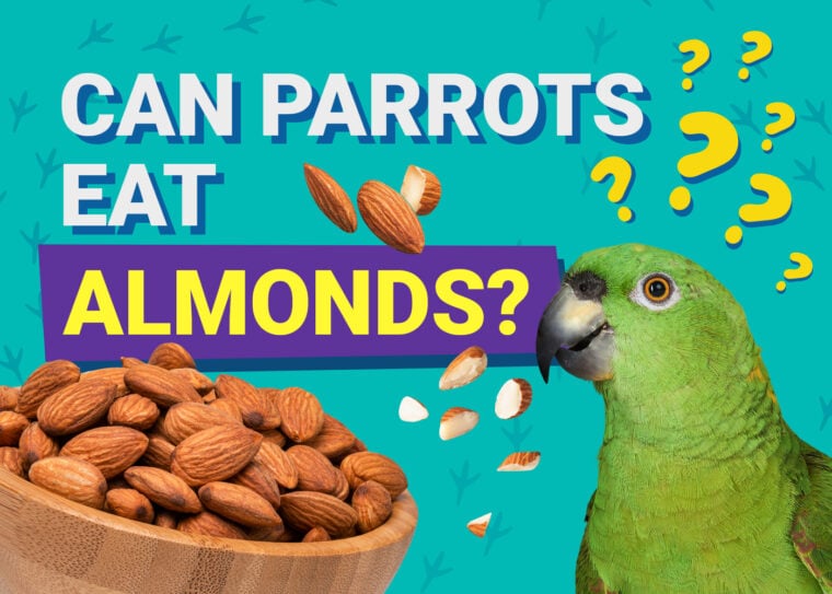 PetKeen_Can Parrots Eat_almond