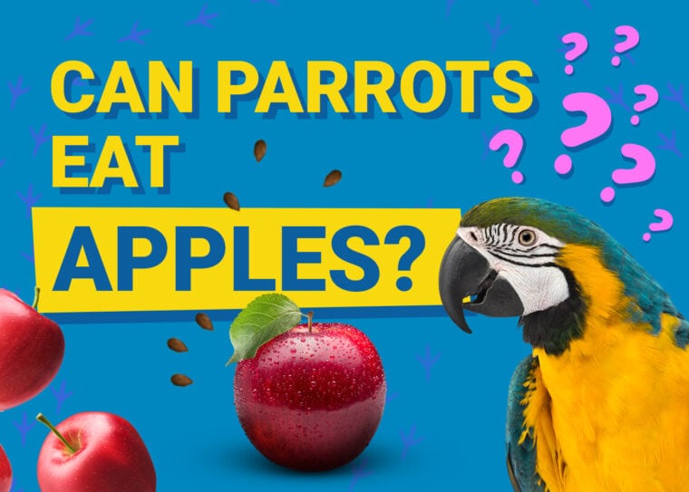 PetKeen_Can Parrots Eat_apples