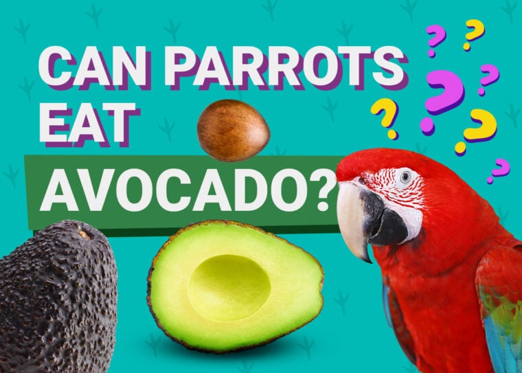 PetKeen_Can Parrots Eat_avocado