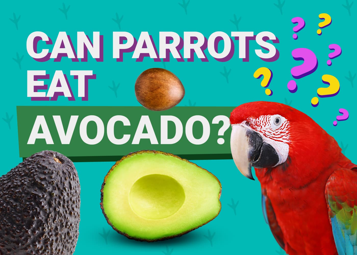 Everyone needs an emotional support avocado 🥑 #bird #conure #avocado
