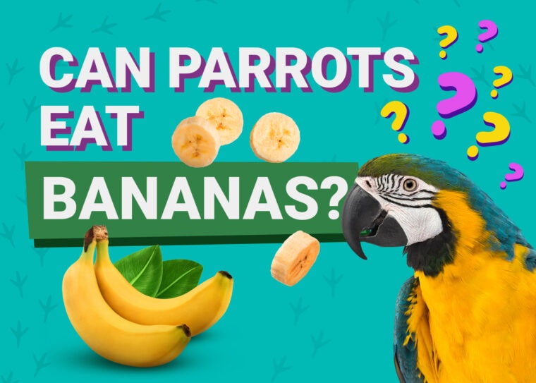 PetKeen_Can Parrots Eat_bananas