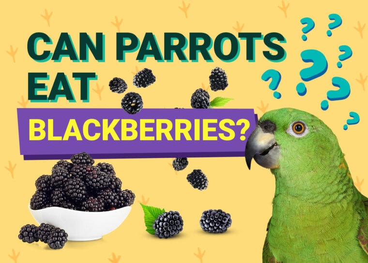 PetKeen_Can Parrots Eat_blackberries