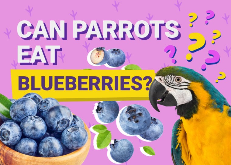 PetKeen_Can Parrots Eat_blueberries