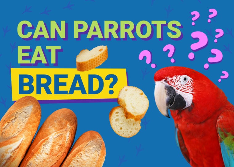 PetKeen_Can Parrots Eat_bread