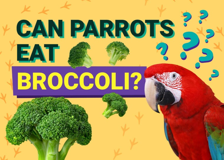 PetKeen_Can Parrots Eat_broccoli