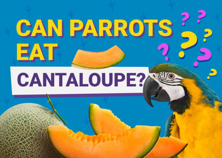 PetKeen_Can Parrots Eat_cantaloupe