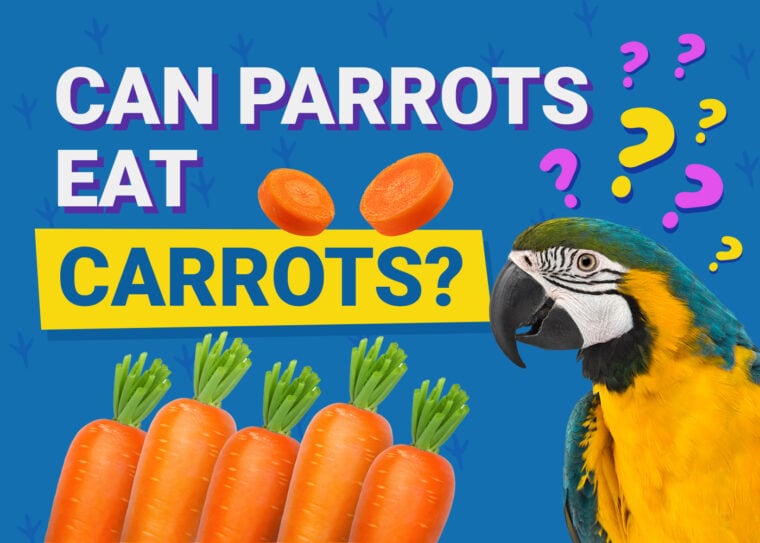 PetKeen_Can Parrots Eat_carrots