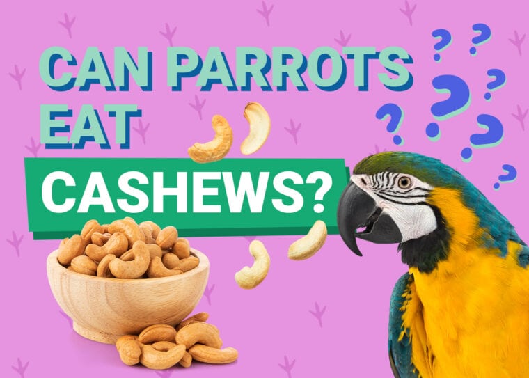 PetKeen_Can Parrots Eat_cashews