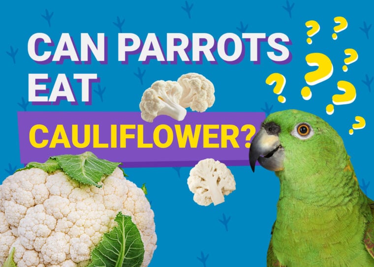 PetKeen_Can Parrots Eat_cauliflowers