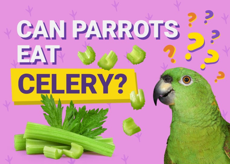 PetKeen_Can Parrots Eat_celery