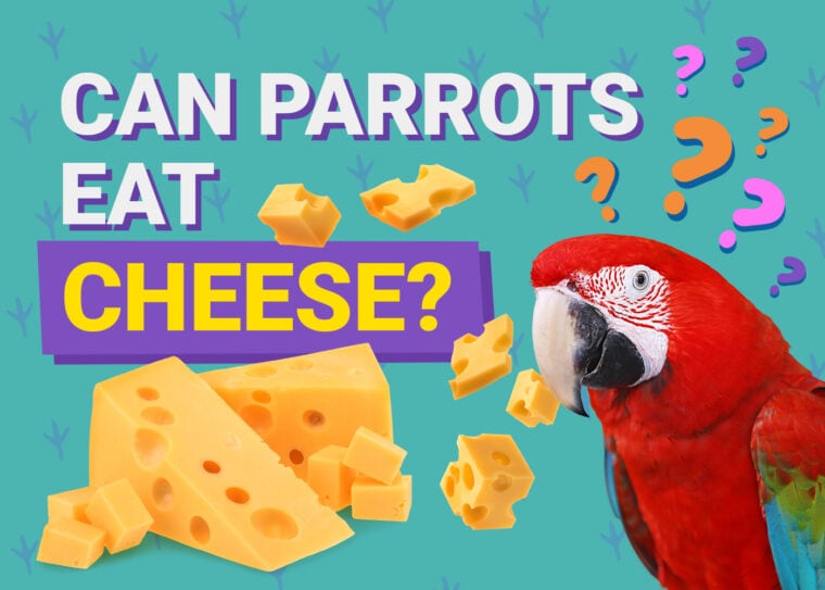 PetKeen_Can Parrots Eat_cheese