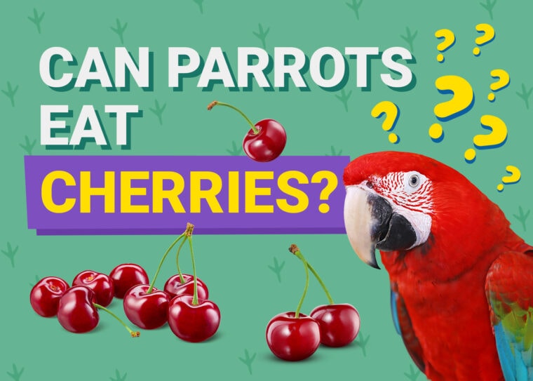 PetKeen_Can Parrots Eat_cherries