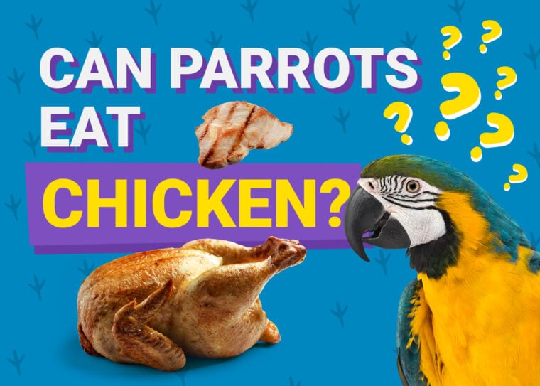 PetKeen_Can Parrots Eat_chickens