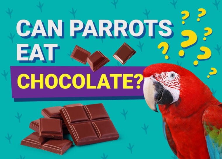 PetKeen_Can Parrots Eat_chocolate