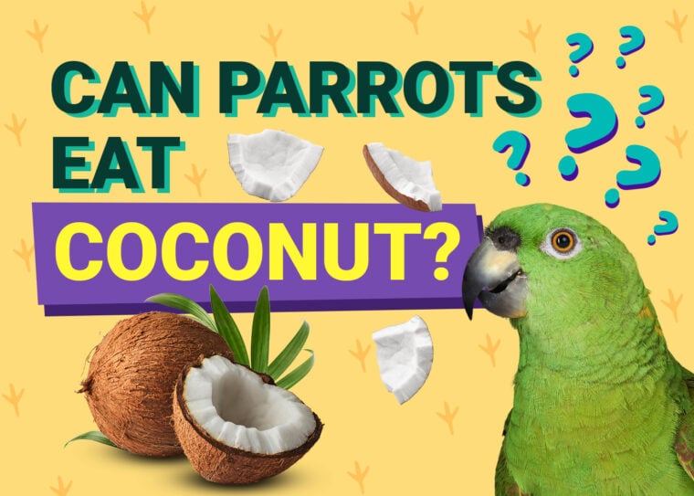 PetKeen_Can Parrots Eat_coconut