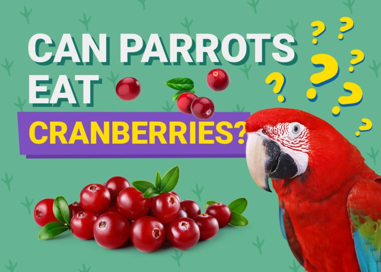 PetKeen_Can Parrots Eat_cranberries