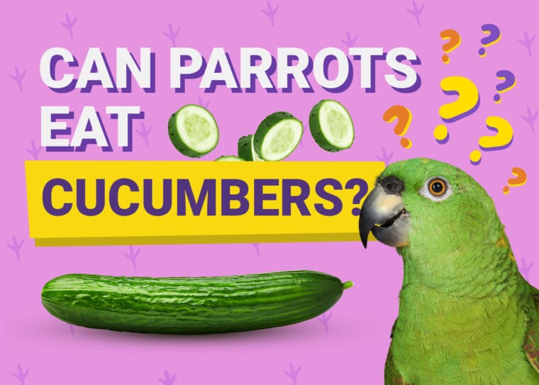PetKeen_Can Parrots Eat_cucumbers