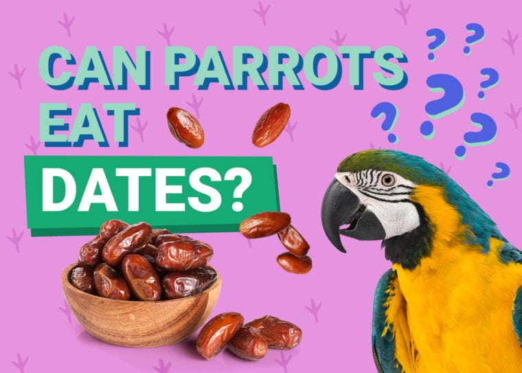 PetKeen_Can Parrots Eat_dates
