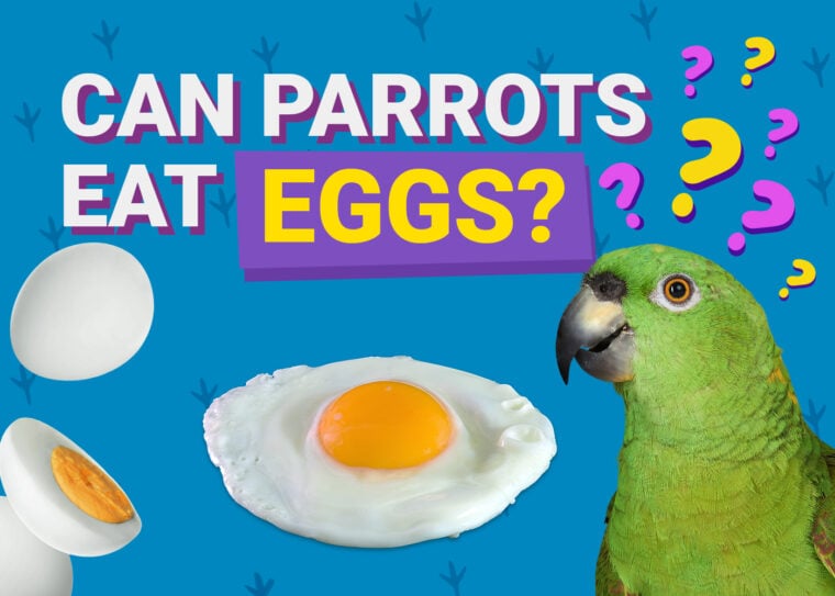 PetKeen_Can Parrots Eat_eggs