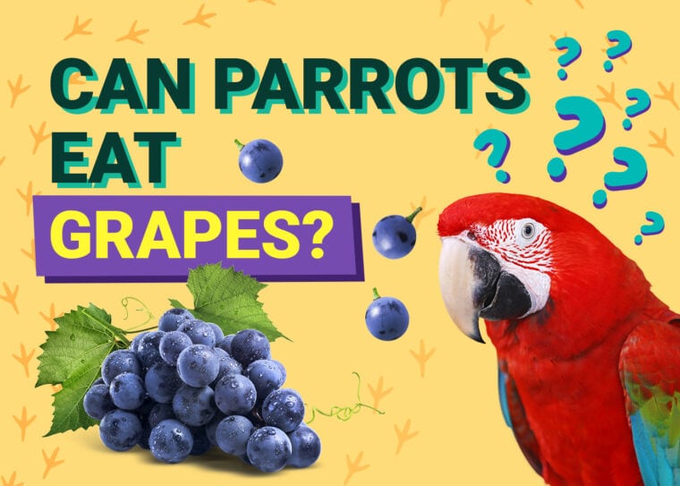PetKeen_Can Parrots Eat_grapes