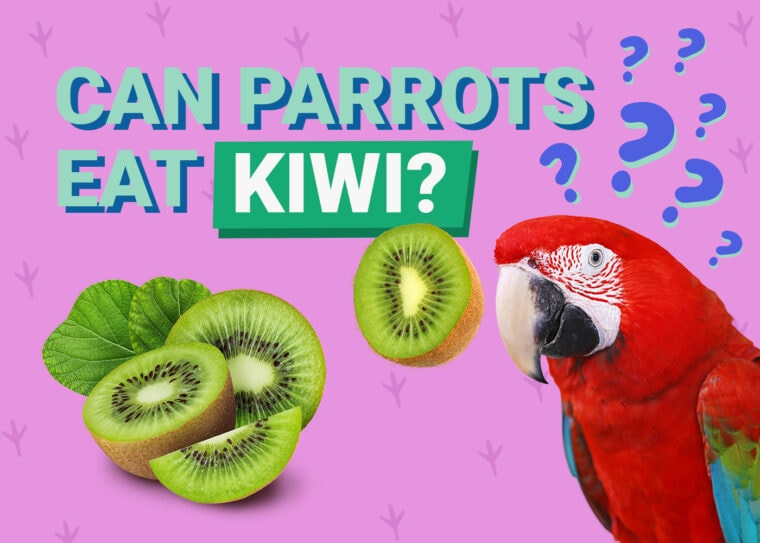 PetKeen_Can Parrots Eat_kiwi