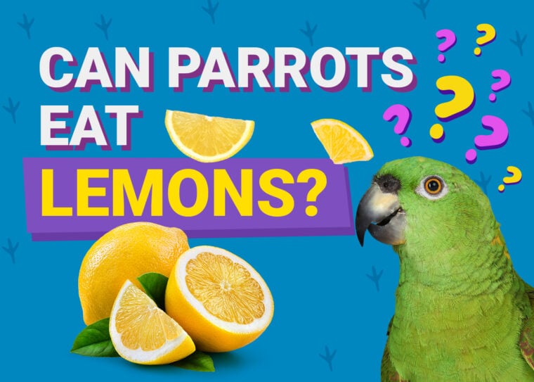 PetKeen_Can Parrots Eat_lemons