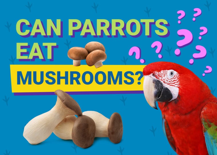 PetKeen_Can Parrots Eat_mushrooms