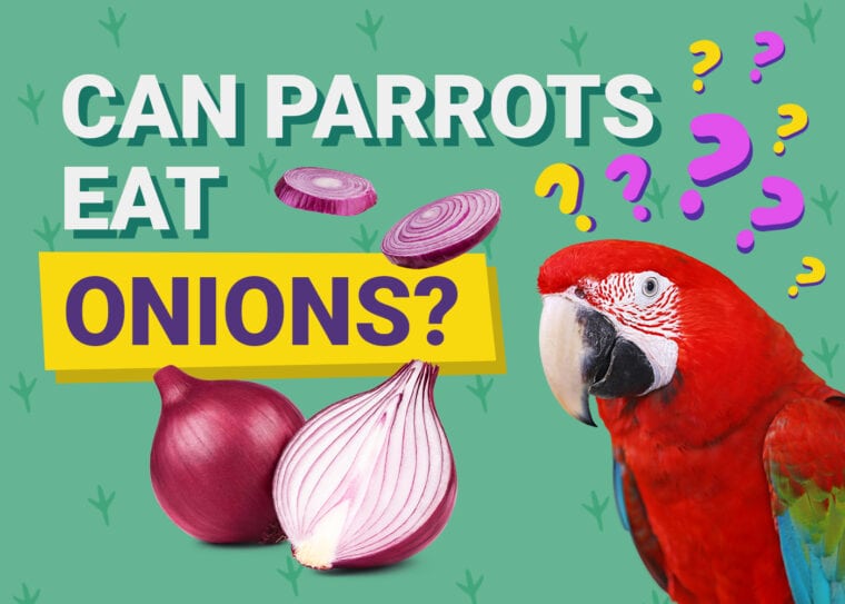 PetKeen_Can Parrots Eat_onions
