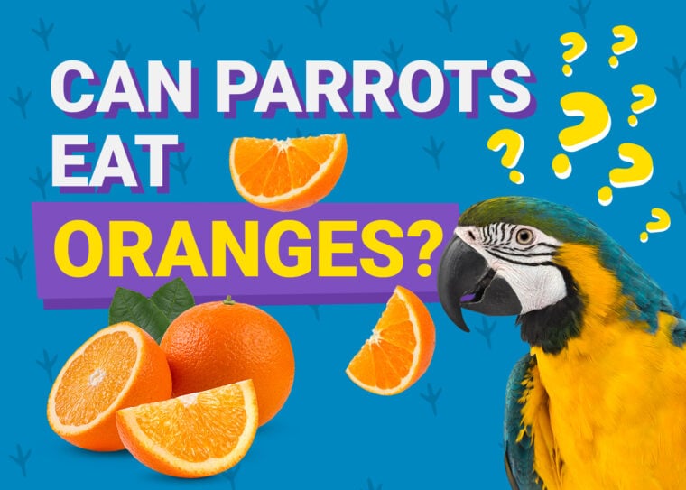 PetKeen_Can Parrots Eat_oranges