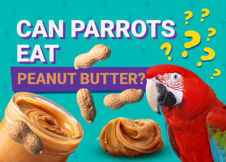 PetKeen_Can Parrots Eat_peanut butter