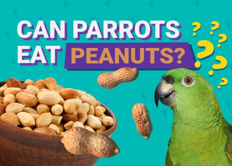 PetKeen_Can Parrots Eat_peanuts