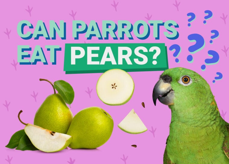 PetKeen_Can Parrots Eat_pears