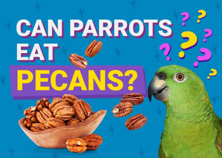 PetKeen_Can Parrots Eat_pecans