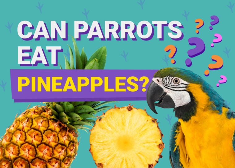 PetKeen_Can Parrots Eat_pineapples