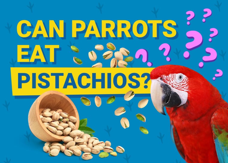 PetKeen_Can Parrots Eat_pistachios
