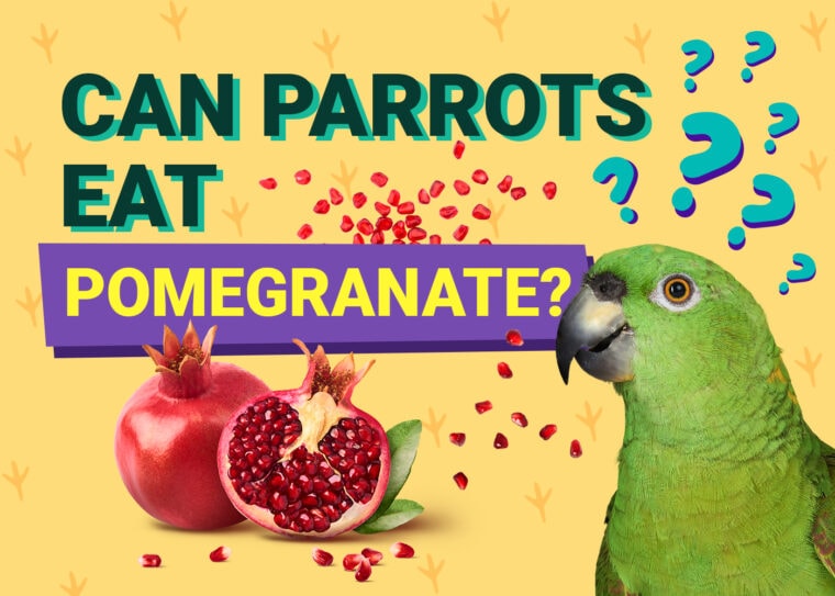 PetKeen_Can Parrots Eat_pomegranate