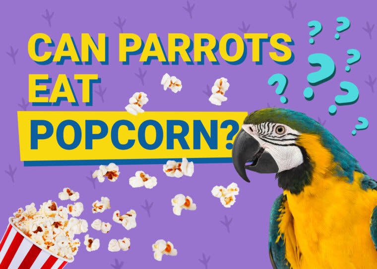 PetKeen_Can Parrots Eat_popcorn