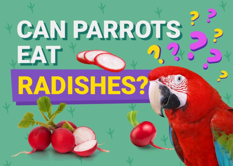 PetKeen_Can Parrots Eat_radishes (1)