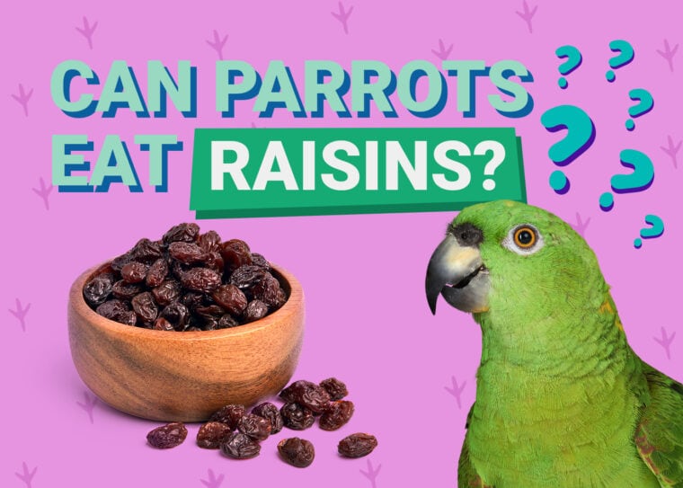 PetKeen_Can Parrots Eat_raisins