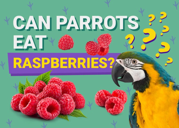 PetKeen_Can Parrots Eat_raspberries