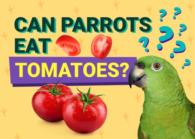 PetKeen_Can Parrots Eat_tomatoes