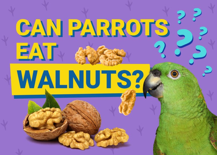 PetKeen_Can Parrots Eat_walnuts