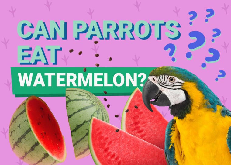 PetKeen_Can Parrots Eat_watermelon
