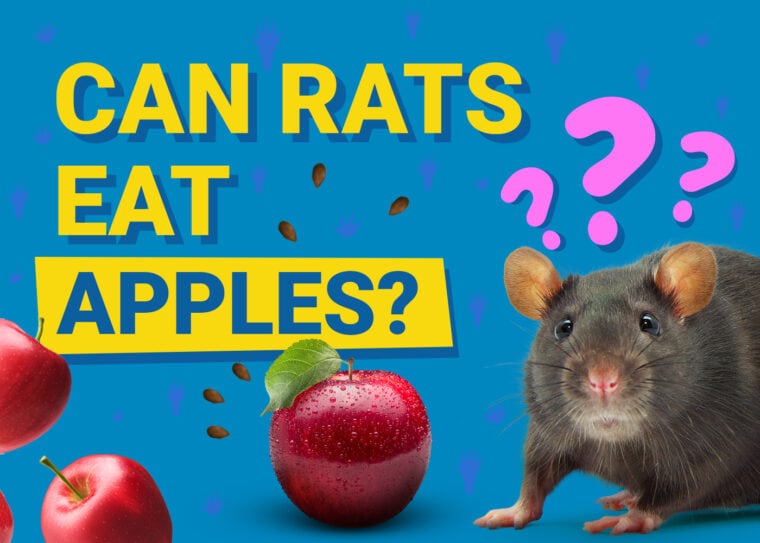 Can Mice Eat Apples