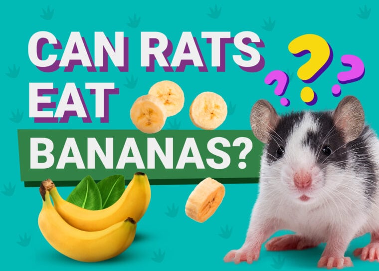 Can Mice Eat Bananas