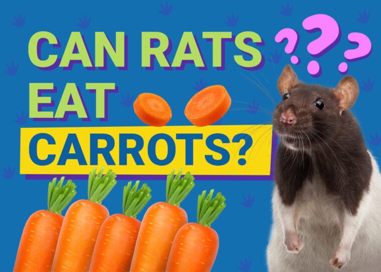 Can Mice Eat Carrots